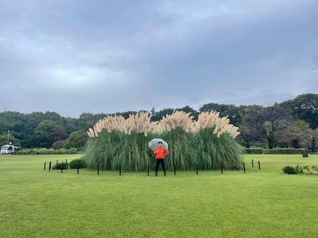 依田司のインスタグラム：「10月4日（水） 東京都調布市の神代植物公園から。 南米原産のパンパスグラスが見頃を迎えています。ススキと同じイネ科の植物。こちらでは高さが4.4mと国内でも珍しい大きさで、おばけススキとも言われているそう。60年ぐらい前からあることや、日当たりと風通しの良い広い芝生広場にあることが理由のよう。見頃は10月いっぱい。 また、秋バラも咲き始めており、10月中旬から見頃となるようです。  #神代植物公園 #crocodile #クロコダイル #依田さん #依田司 #お天気検定 #テレビ朝日 #グッドモーニング #気象予報士 #お天気キャスター #森林インストラクター #グリーンセイバーアドバンス #プロジェクトワイルド #IPCC伝導者 #japan #japantrip #japantravel #unknownjapan #japanAdventure #japanlife #lifeinjapan #instagramjapan #instajapan #療癒 #ilovejapan #weather #weathercaster #weatherforecast」