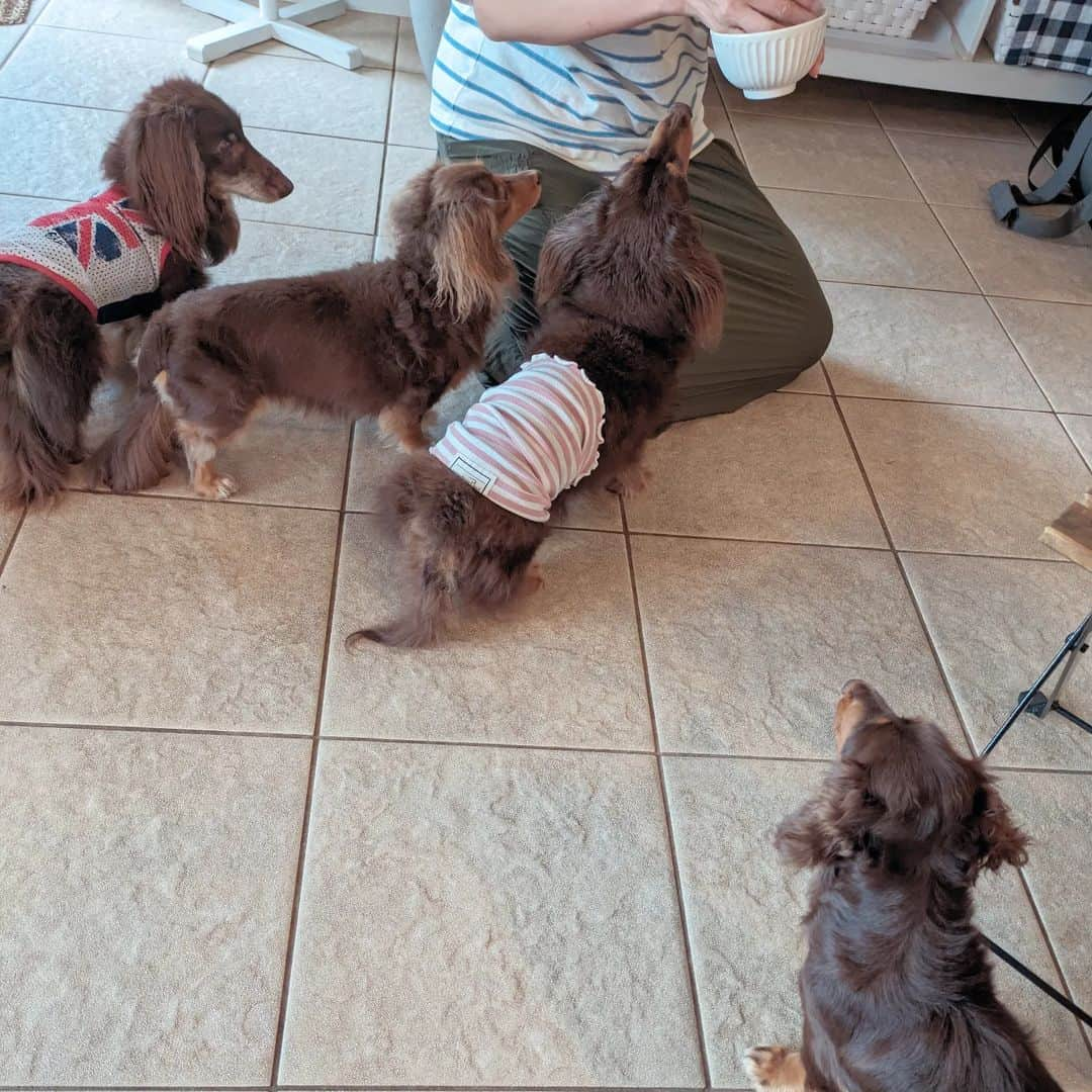 くるみんのインスタグラム：「* お犬様達には焼き芋🍠のおやつ ひまりちゃん…みんなの輪の中に入れない… あずきちゃんはもう10年のお付き合いだから平気だよ しかも、いつもセンター  #カニンヘンダックスフント #カニンヘンダックス多頭飼い #カニンヘンダックスの日常 #カニンヘンダックス #カニンヘン #カニンヘンチョコタン #カニンヘンダックスチョコタン #カニンヘンの会 #カニンヘンダックスフンド #チョコタンダックスフント #チョコタンダックスフンド #チョコタンダックス #チョコタン #ダックス多頭飼い #ダックスフントカニンヘン #ダックスフント #ダックスフンドチョコタン #ダックスフンドカニンヘン #ダックス部 #ダックス #ダックスフンド #ダックスの日常 #ダックス短足部 #海の音 #九十九里 #dachshund #dachs #dog #dogstagram #instagramdogs」