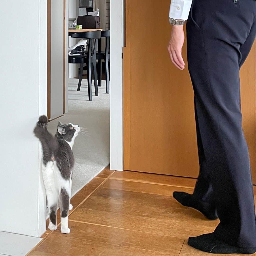 猫ラボのインスタグラム：「毎朝あの手この手でおとうさんを足どめする南天さん（行ってほしくない）」