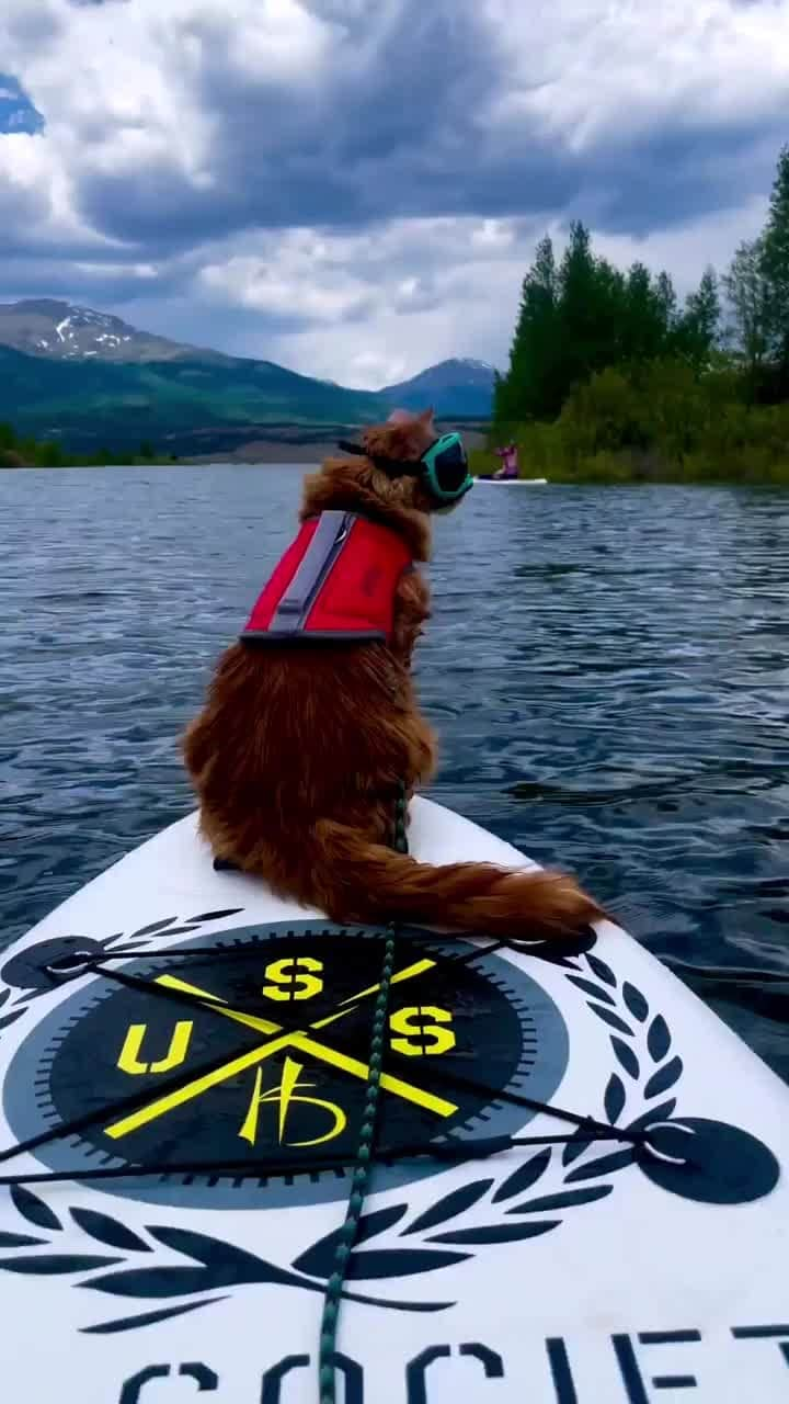 Cats of Instagramのインスタグラム：「From @liebchen.travels: "Could this be heaven? The mountains are our happy place… add a lake, paddleboard, sunshine, and a cat to the adventure? purrfection. ☀️😻💦" #catsofinstagram」