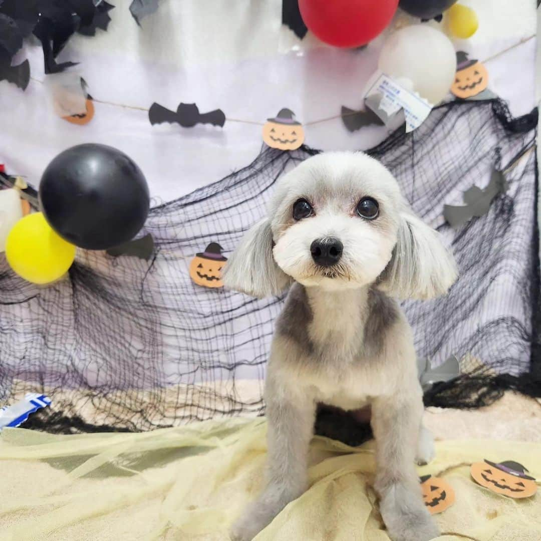 小坂温子のインスタグラム：「手術前のトリミング🐶🌼🍀 今日も元気に回復中❤️‍🩹 良かったん🥹❤️🌼 #ありがとう  #マガちゃん  #マーガレット  #マルプー  #8歳」