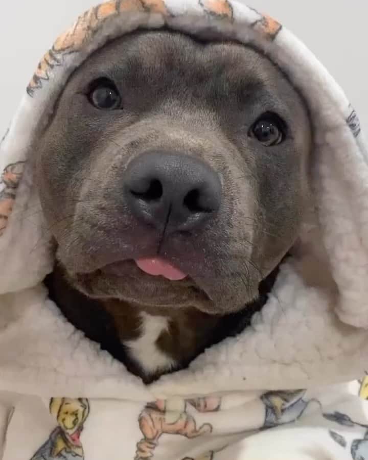 のインスタグラム：「🐶 LINK IN BIO - Get All these Dog Products for 50% OFF ❤️ Sale Ends Soon ⏳ ✨Press link in @pitbullsfans__ Bio to Shop ✨ ⭐️ SAVE 50% Off Limited Time Only! @pitbullsfans__  🌍 Worldwide Shipping - Credit: @beartheblustaffy   All the videos, songs, images and graphics belong to their respective owners and this account doed not claim any right over them.」