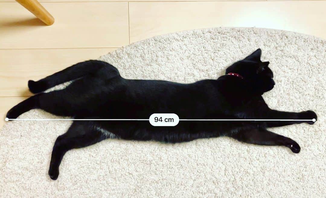 しおやてるこのインスタグラム：「昨夜の94cm #黒猫  #猫がいる生活」
