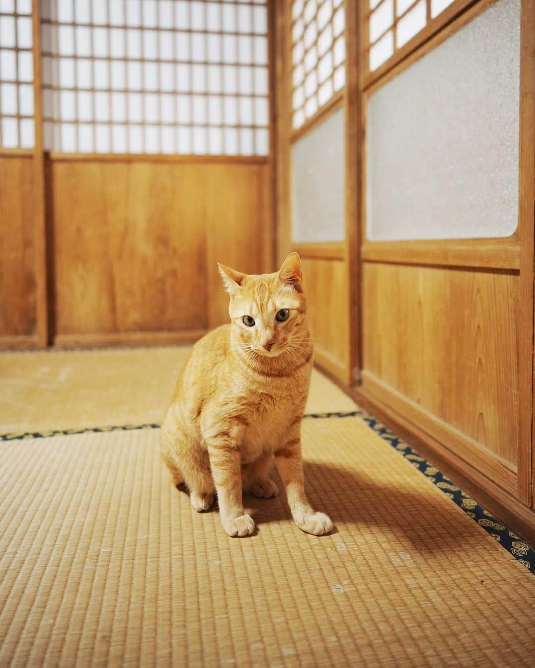 NIKIIEのインスタグラム：「新曲「WABISABI」🍂🇯🇵👘🐈 ＼　配信開始！／  🔗 linkco.re/r4vUP7td  ジャケットに登場してくれた井手家のドビー🐈🧡 来てーってやるんだけど、来たら来たでにやけちゃうからポーカーフェイスするのが大変でした🐈🐈🐈ドビー、ありがとう🧡  📷 @kenji_agata   Drum programming by JAYTWOL @jujuclubfringues  Mixed & mastered by Takayuki Noami a.k.a. Tia Rungray(Non-REM Studio) @TiaRungray   #nikiie #linkcore #wabisabi #gingercat」