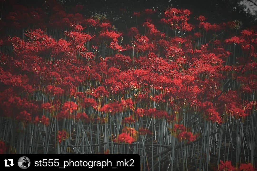 西条市さんのインスタグラム写真 - (西条市Instagram)「秋の知らせを運んでくれる彼岸花。この世のものとは思えない美しさです。  #Repost @st555_photograph_mk2 with @use.repost ・・・ ------- ------- ﾓﾉｸﾛｼﾘｰｽﾞ番外編No.0008 曼珠沙華の原。 ------- 石根ふれあい公園の 曼珠沙華が咲いているとの 投稿を見て行きました。 ------- ------- #愛媛県#西条#西条市 #lovesaijo#小松町 #石根ふれあい公園 #曼珠沙華#彼岸花 #clusteramaryllis#amaryllis #風景写真 #風景写真を撮るのが好きな人と繋がりたい #shikokucameraclub #sony#α7s#35mm #写真好きな人と繋がりたい #写真を撮るのが好きな人と繋がりたい #写真撮ってる人と繋がりたい #スナップ写真#スナップ#snap#snapshot #ファインダー越しの私の世界 #セレクトカラー#パートカラー#色抽出」10月4日 16時34分 - lovesaijo