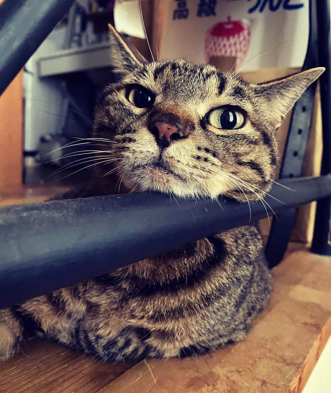相原コージさんのインスタグラム写真 - (相原コージInstagram)「顎を乗せてる。　#ねこ  #キジトラ　#あご  #cat #catstagram」10月4日 11時09分 - kojiaihara