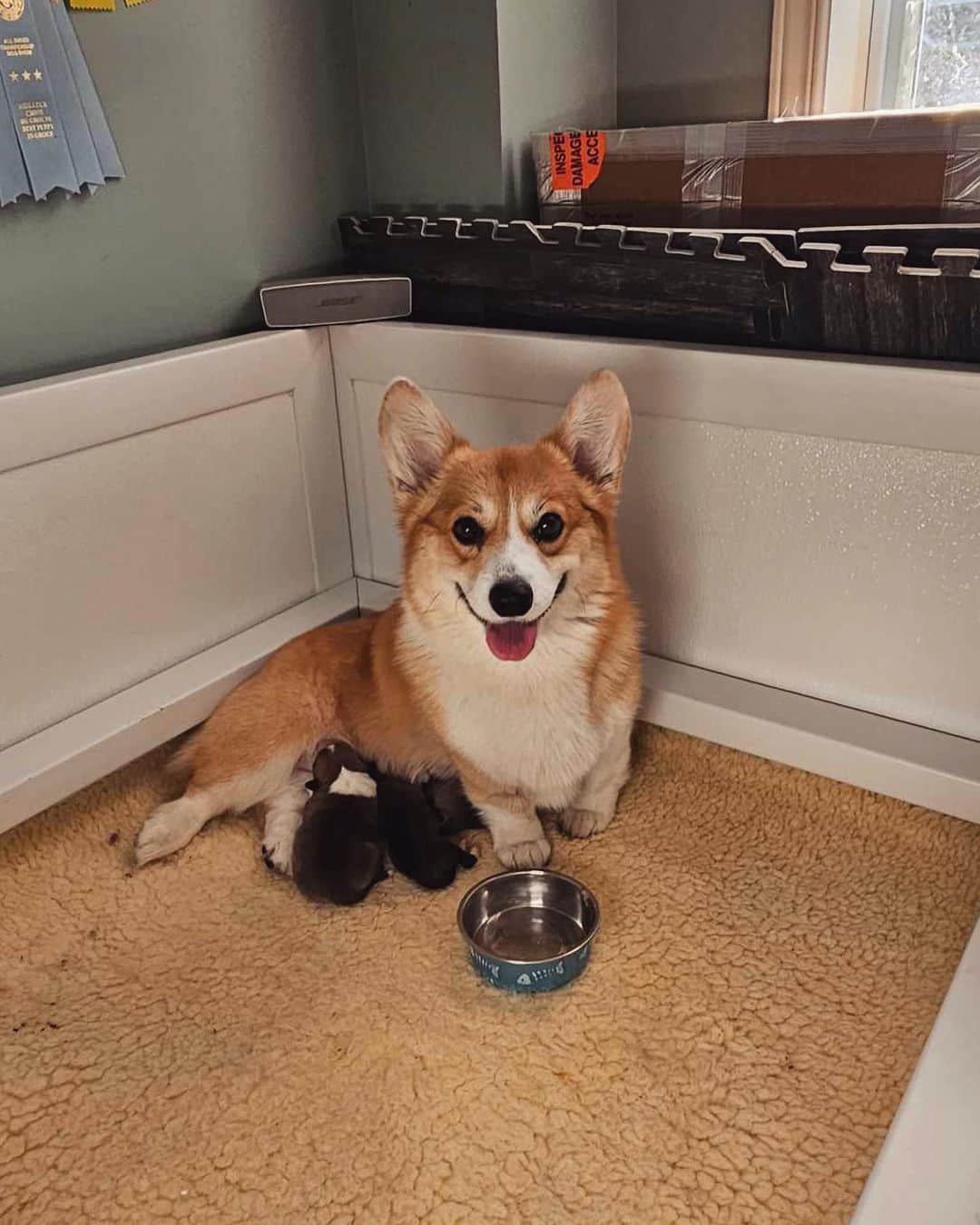 Geordi La Corgiさんのインスタグラム写真 - (Geordi La CorgiInstagram)「Welcome to the world little Scaggies! Agatha gave birth to 4 beautiful puppies this morning.  Her motherly instincts kicked in right away (sometimes this can take a few days especially after a c-section) and she is being the best mom ever. So proud of Aggy! 🥺💛  Scotty, upon hearing the news, had a crisis and had to take lots of naps to recover.   Sire: GCHB Tri-umph That’s How I Roll “Scotty” Dam: GCH Capriccio's Spirit in the Spotlight “Agatha”」10月4日 11時26分 - lacorgi