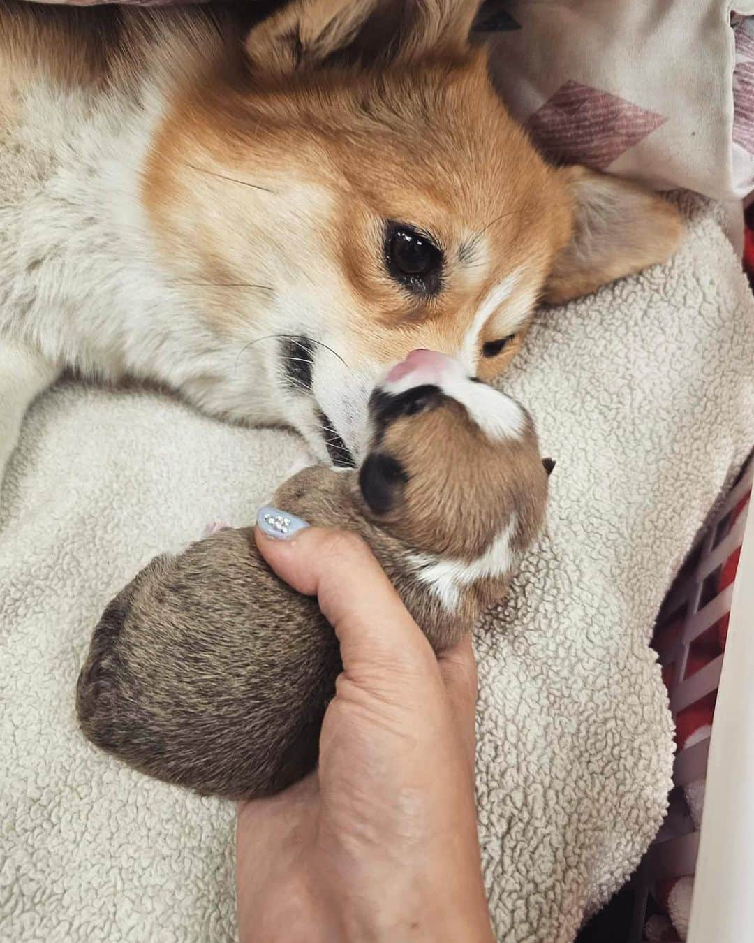 Geordi La Corgiさんのインスタグラム写真 - (Geordi La CorgiInstagram)「Welcome to the world little Scaggies! Agatha gave birth to 4 beautiful puppies this morning.  Her motherly instincts kicked in right away (sometimes this can take a few days especially after a c-section) and she is being the best mom ever. So proud of Aggy! 🥺💛  Scotty, upon hearing the news, had a crisis and had to take lots of naps to recover.   Sire: GCHB Tri-umph That’s How I Roll “Scotty” Dam: GCH Capriccio's Spirit in the Spotlight “Agatha”」10月4日 11時26分 - lacorgi