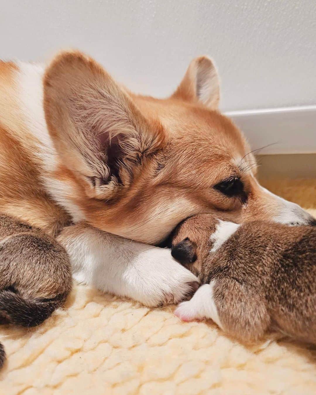 Geordi La Corgiさんのインスタグラム写真 - (Geordi La CorgiInstagram)「Welcome to the world little Scaggies! Agatha gave birth to 4 beautiful puppies this morning.  Her motherly instincts kicked in right away (sometimes this can take a few days especially after a c-section) and she is being the best mom ever. So proud of Aggy! 🥺💛  Scotty, upon hearing the news, had a crisis and had to take lots of naps to recover.   Sire: GCHB Tri-umph That’s How I Roll “Scotty” Dam: GCH Capriccio's Spirit in the Spotlight “Agatha”」10月4日 11時26分 - lacorgi