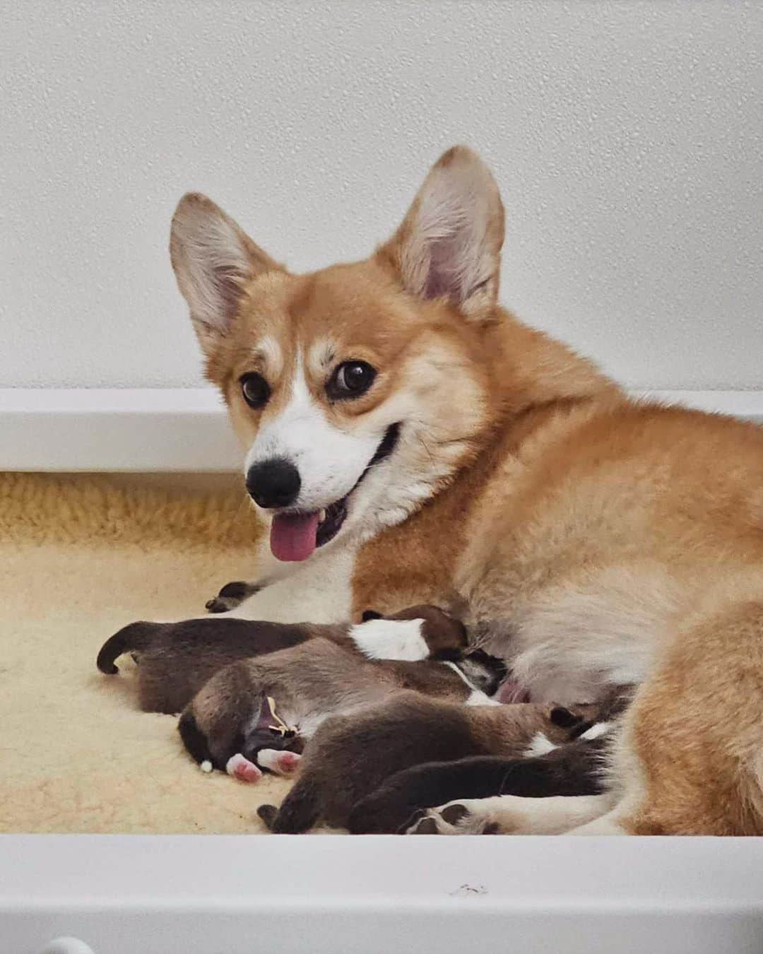 Geordi La Corgiさんのインスタグラム写真 - (Geordi La CorgiInstagram)「Welcome to the world little Scaggies! Agatha gave birth to 4 beautiful puppies this morning.  Her motherly instincts kicked in right away (sometimes this can take a few days especially after a c-section) and she is being the best mom ever. So proud of Aggy! 🥺💛  Scotty, upon hearing the news, had a crisis and had to take lots of naps to recover.   Sire: GCHB Tri-umph That’s How I Roll “Scotty” Dam: GCH Capriccio's Spirit in the Spotlight “Agatha”」10月4日 11時26分 - lacorgi