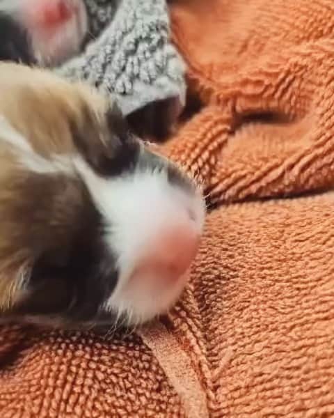 Geordi La Corgiのインスタグラム