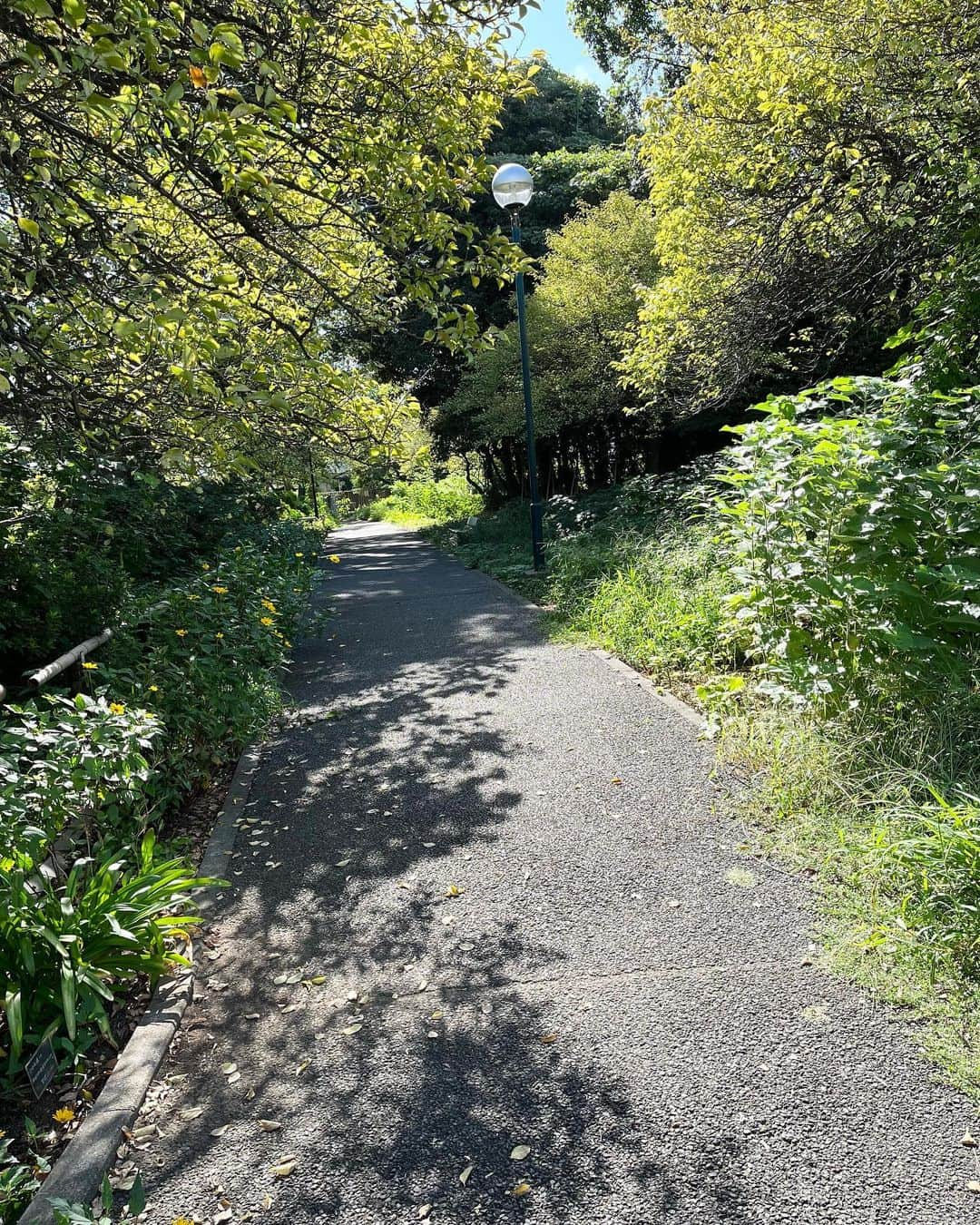 高見恭子のインスタグラム：「すべての見えるもの見えないものがあなたを護っている。  #green #Forest#park  #natural #lifeisbeautiful  #relux  #深呼吸」