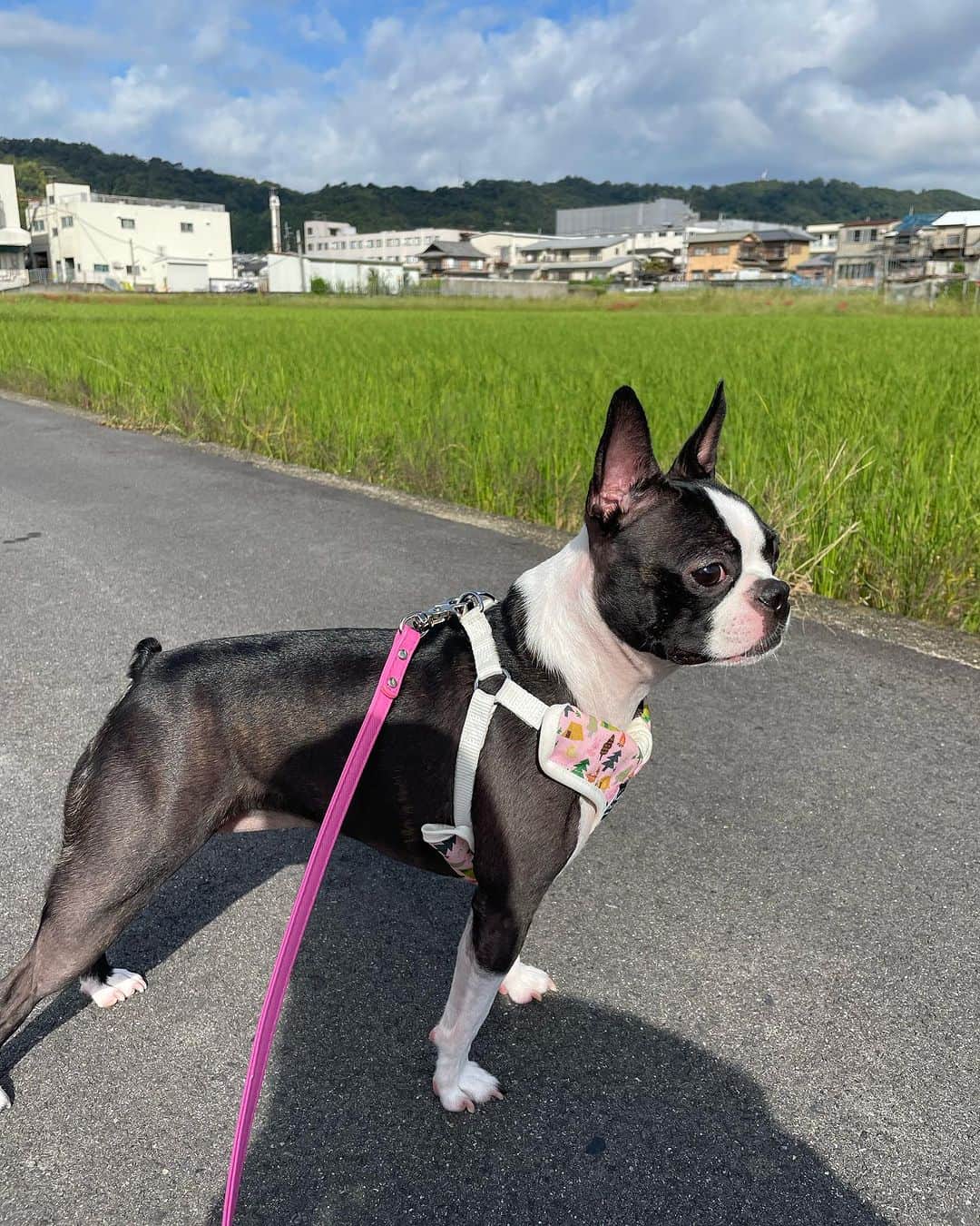 森田理香子さんのインスタグラム写真 - (森田理香子Instagram)「． ． あんこ🫘  #ボストンテリア#女の子#可愛い#小さい #疲れたのか#ふせ」10月4日 11時35分 - 1_rikako