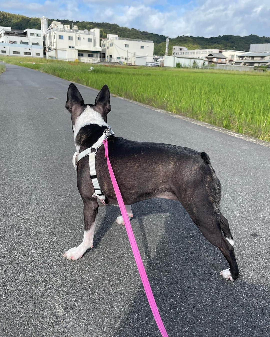 森田理香子さんのインスタグラム写真 - (森田理香子Instagram)「． ． あんこ🫘  #ボストンテリア#女の子#可愛い#小さい #疲れたのか#ふせ」10月4日 11時35分 - 1_rikako