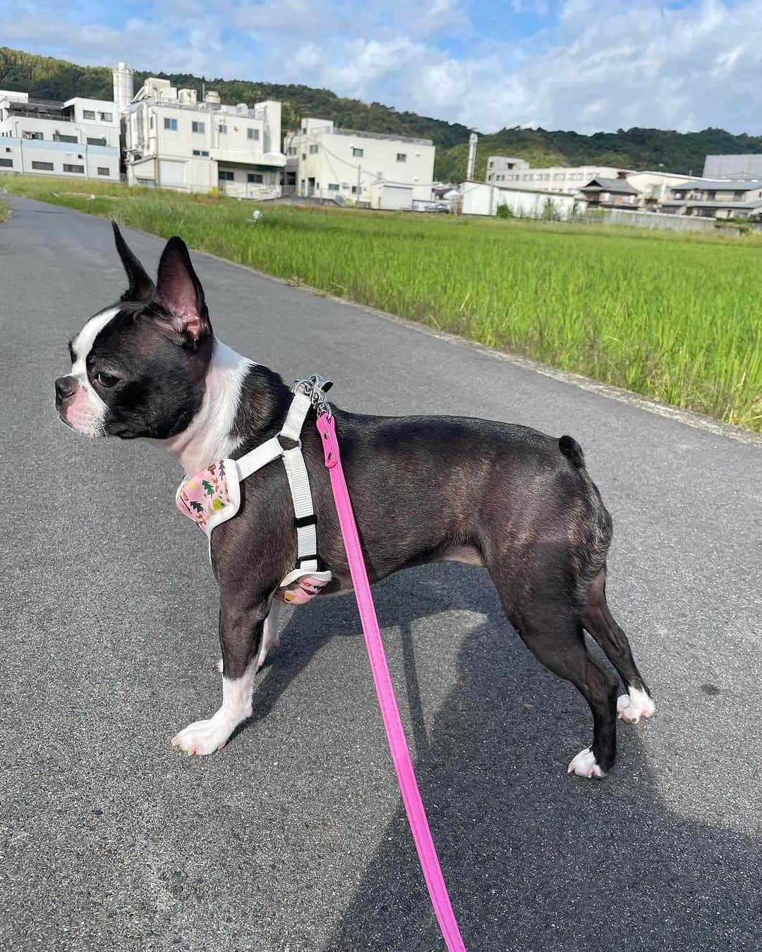 森田理香子さんのインスタグラム写真 - (森田理香子Instagram)「． ． あんこ🫘  #ボストンテリア#女の子#可愛い#小さい #疲れたのか#ふせ」10月4日 11時35分 - 1_rikako