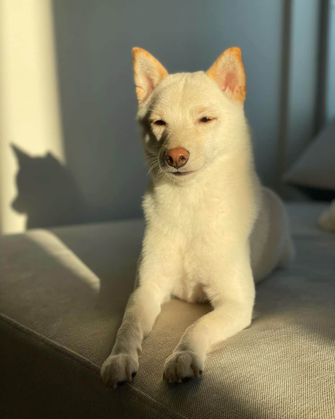 のインスタグラム：「🙋‍♀️ 寝起きのむぎちゃんです。 まだ目が開いてませんでした🐕 #寝起きのむぎちゃん」