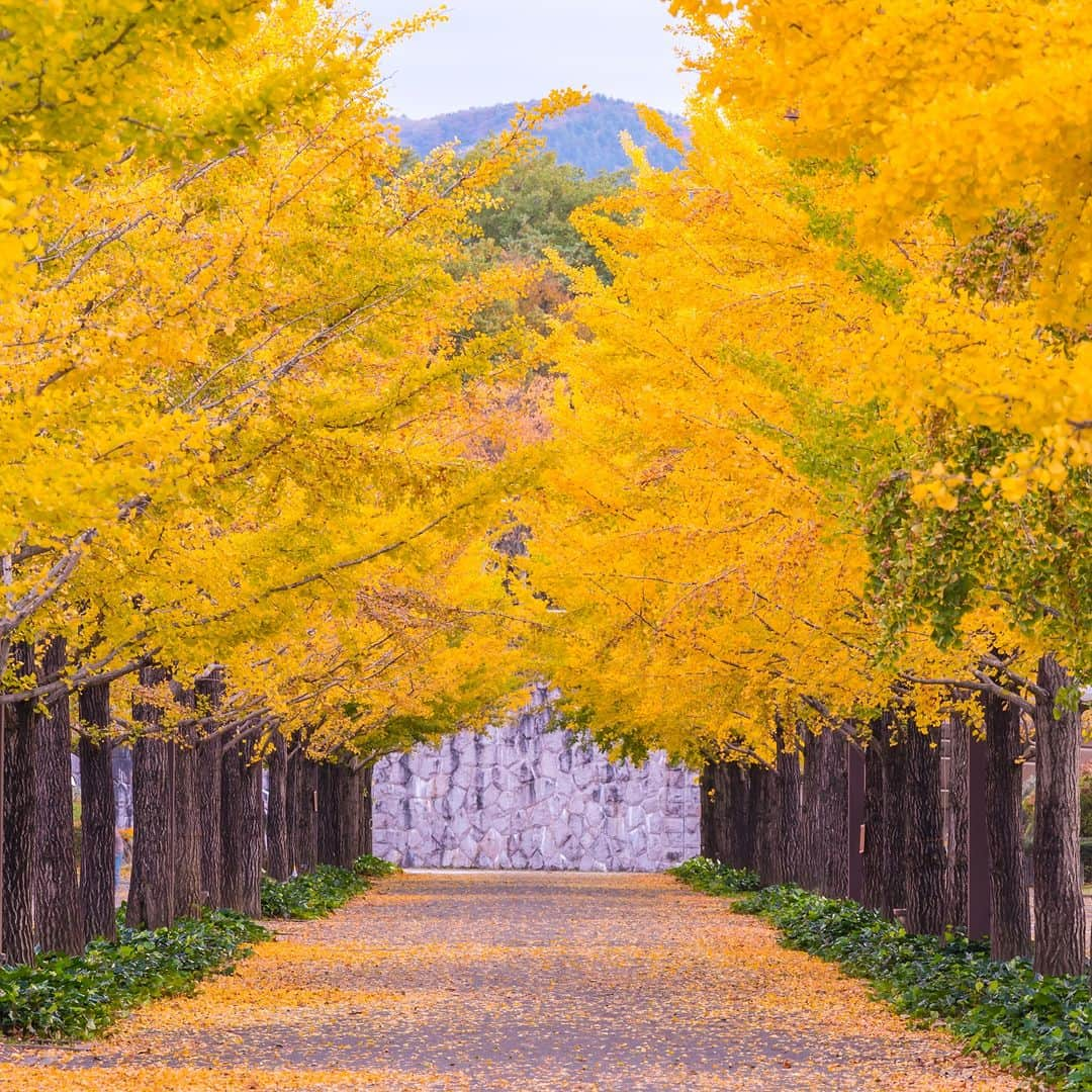 旅行比較サイト・トラベルコ 理想の旅を、いちばん安く。さんのインスタグラム写真 - (旅行比較サイト・トラベルコ 理想の旅を、いちばん安く。Instagram)「#あづま総合運動公園 / 福島  面積100ヘクタールにも及ぶ、広大な広域公園であるあづま総合運動公園⚾ 秋になると、園内の陸上競技場から大駐車場までの約520mにもわたる、イチョウ並木が美しく輝きます✨ 11月上旬の見頃の時期には、緑や赤、オレンジなど色とりどりのライトアップに彩られ、圧巻の景色が広がります😉🌟   ※火曜日は休園日のためライトアップは行っておりません ※イチョウの落葉が進んだ場合、期間終了が早まる場合があります ※最新情報は福島情報観光公式サイトにてご確認ください  ━━━━━━━━━━━ 📍 #あづま総合運動公園 （福島県福島市） ━━━━━━━━━━━  ********** あなたが旅先で出合った素敵な風景に #トラベルコ または #travelko をつけて投稿してみてください📷 こちらのアカウントで紹介させていただくかも！  投稿を見て「行きたい！」と思ったら保存でクリップ。 フォロー＆いいねもお願いします🌟  ********** 国内海外1500以上の旅行サイトをまとめて比較！ 旅行の最安値を探すなら「トラベルコ」  プロフィール欄のURLから早速検索🔍 @travelko_official  #紅葉名所 #紅葉スポット #関東紅葉 #紅葉ライトアップ #イチョウ並木 #福島 #福島県観光 #国内旅行 #日本の絶景 #japantrip #japantravel #絶景 #フォトジェニック #ファインダー越しの私の世界 #誰かに見せたい景色 #旅行好きな人と繋がりたい #写真好きな人と繋がりたい #女子旅 #一人旅 #旅行好き #旅 #旅行 #観光 #trip #travelko #トラベルコ」10月4日 12時00分 - travelko_official