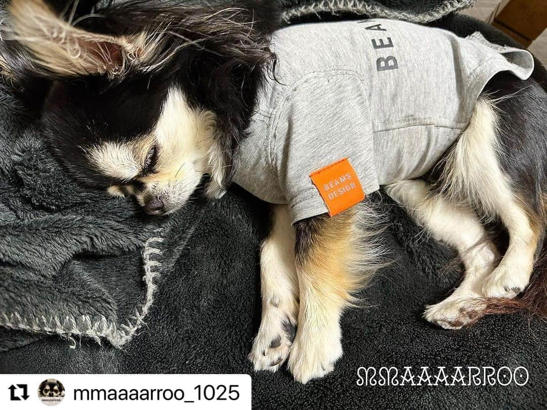 Caluluさんのインスタグラム写真 - (CaluluInstagram)「BEAMS  DESIGNのスタンダードシャツを着てくださいました🐶  スヤァと眠っている姿が可愛すぎます🥰💕  グレーカラーもとってもお似合いですね🫧  オールシーズン使えるお洋服なので、これからも是非沢山着てくださいね🍊  #Repost @mmaaaarroo_1025 with @use.repost ・・・ ·͜·ᰔᩚ  こんな感じだけど 人間だと 36歳くらい…  かわいすぎかよー ( ö )ꯁꯧ   #ちわすた #ちわわとの暮らし   #チワワロングコート  #ブラッククリーム  #いぬすた #いぬつなぎ #いぬとの暮らし   #うちのこ #うちのわんこ #犬服  #chihuahualife #chihuahuasdaily   #chihuahualoverphoto   #dogsofinstagram  #doglife  #beamsdesign #マーロ #カルル #カルルわんこの会 #カルルドッグウェア   @calulu_dogwear   ·͜·ᰔᩚ」10月4日 12時01分 - calulu_dogwear