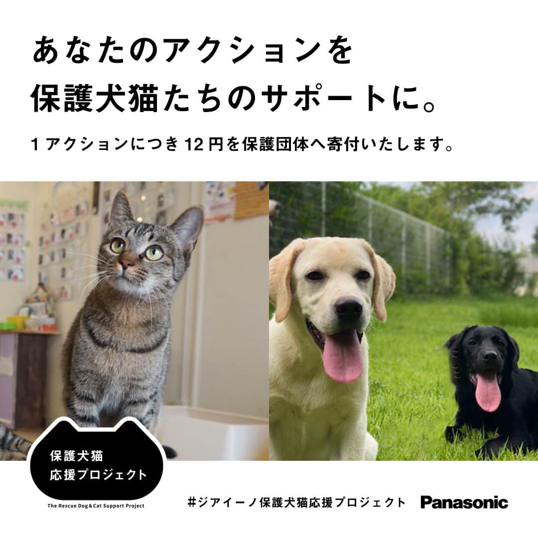 sippoのインスタグラム：「／ 10/4は世界動物の日！ 1アクションにつき12（ワンニャン）円を 保護団体に寄付 本活動も3年目となりました📢 ＼  ・ジアイーノの寄贈 ・保護犬猫譲渡会の開催 などに取り組むパナソニックは 今年もSNSアクションに応じた寄付活動をいたします。 あなたも #ジアイーノ保護犬猫応援プロジェクト に参加しませんか？  参加は簡単！この投稿か、パナソニック（ @panasonicjp ）の告知投稿にリアクション（いいね、コメント）or ・#ジアイーノ保護犬猫応援プロジェクト をつけて投稿or ・# のついた投稿にリアクション をするだけ！  ✅10/15まで  #PR #Panasonic」