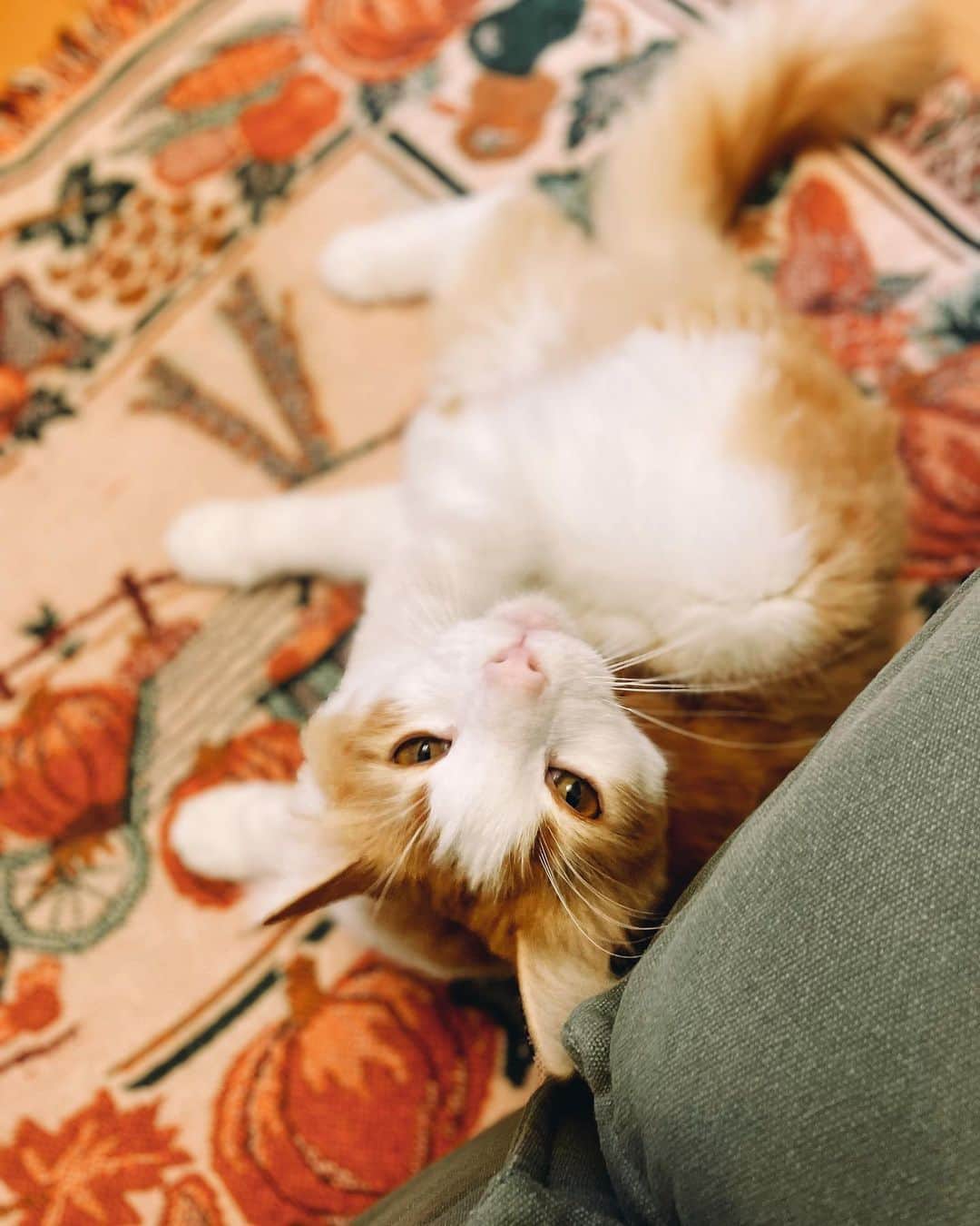 のインスタグラム：「すっかり秋🍂  #とら #猫」