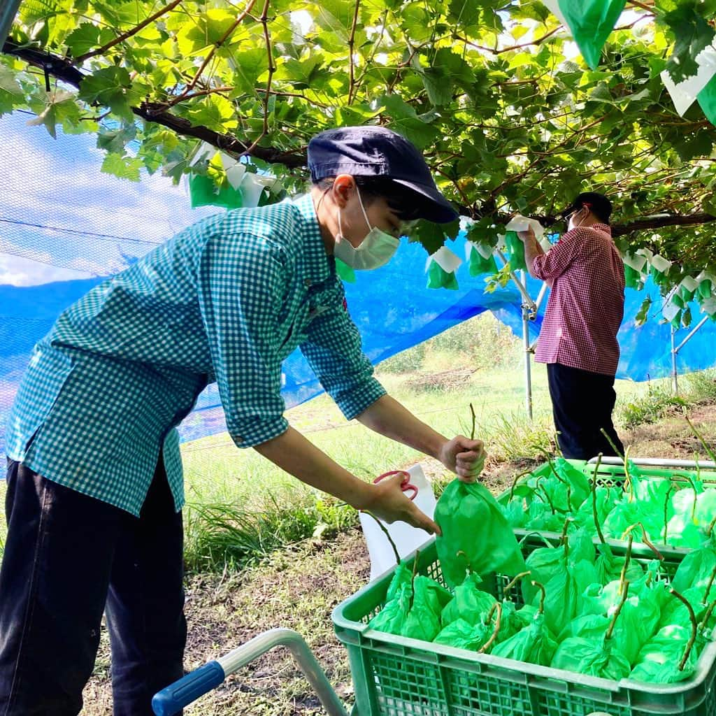 スイーツパラダイス公式（スイパラ）のインスタグラム：「#スイパラ  長野県のスイパラ農園にて シャインマスカット研修実施中✨  フルパラコースで皆さんにお届けしている シャインマスカットをたくさん収穫しております🍇  #スイパラ #スイーツパラダイス #スイーツ #フルーツ #食べ放題 #シャインマスカット」