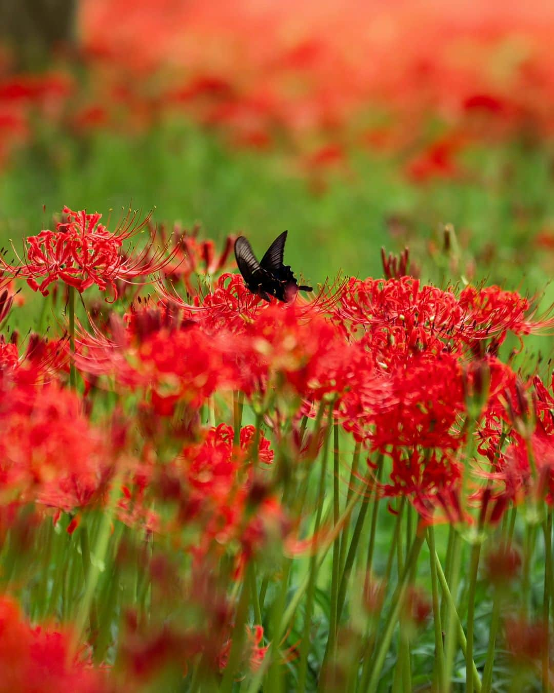 Joshさんのインスタグラム写真 - (JoshInstagram)「// flames of life and death. Red spider lilies are quite a beautiful start to the best season in Japan - autumn. Kinchakuda is near the end of its full bloom so if you're here and have time this week, I would definitely suggest seeing it. . . . . #japan #japaneseculture #visitjapan #visitjapanjp #visitjapanau #explorejapan #japantravel #tokyoweekender #matcha_jp #japanawaits #japan_vacations #discoverjapan #discovertokyo #japanlandscape #japanlife #kinchakuda #redspiderlily」10月4日 13時28分 - joshtaylorjp