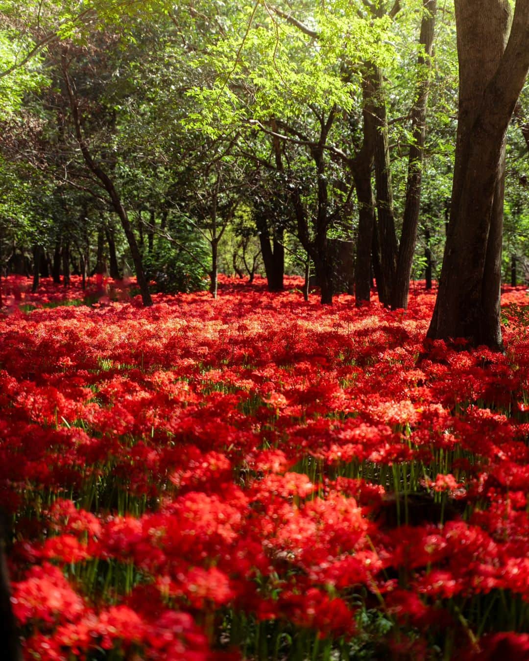 Joshさんのインスタグラム写真 - (JoshInstagram)「// flames of life and death. Red spider lilies are quite a beautiful start to the best season in Japan - autumn. Kinchakuda is near the end of its full bloom so if you're here and have time this week, I would definitely suggest seeing it. . . . . #japan #japaneseculture #visitjapan #visitjapanjp #visitjapanau #explorejapan #japantravel #tokyoweekender #matcha_jp #japanawaits #japan_vacations #discoverjapan #discovertokyo #japanlandscape #japanlife #kinchakuda #redspiderlily」10月4日 13時28分 - joshtaylorjp