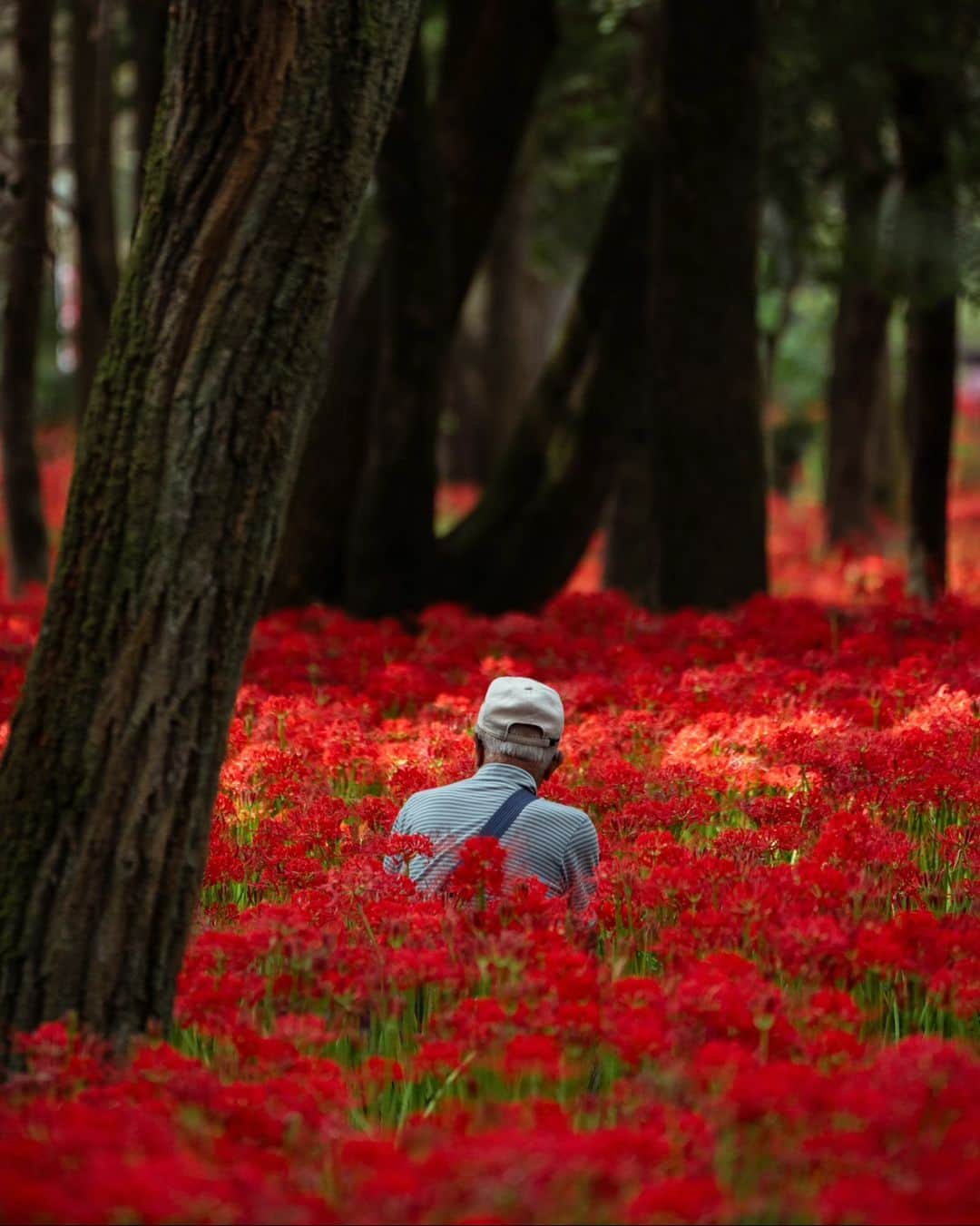 Joshさんのインスタグラム写真 - (JoshInstagram)「// flames of life and death. Red spider lilies are quite a beautiful start to the best season in Japan - autumn. Kinchakuda is near the end of its full bloom so if you're here and have time this week, I would definitely suggest seeing it. . . . . #japan #japaneseculture #visitjapan #visitjapanjp #visitjapanau #explorejapan #japantravel #tokyoweekender #matcha_jp #japanawaits #japan_vacations #discoverjapan #discovertokyo #japanlandscape #japanlife #kinchakuda #redspiderlily」10月4日 13時28分 - joshtaylorjp