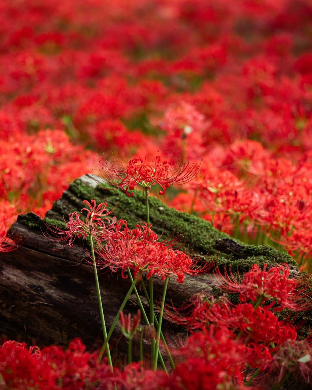 Joshのインスタグラム：「// flames of life and death. Red spider lilies are quite a beautiful start to the best season in Japan - autumn. Kinchakuda is near the end of its full bloom so if you're here and have time this week, I would definitely suggest seeing it. . . . . #japan #japaneseculture #visitjapan #visitjapanjp #visitjapanau #explorejapan #japantravel #tokyoweekender #matcha_jp #japanawaits #japan_vacations #discoverjapan #discovertokyo #japanlandscape #japanlife #kinchakuda #redspiderlily」