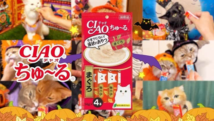 いなば CIAOちゅ～るのインスタグラム：「. ／ 2023年🌖 ハロウィン篇TVCM完成🐾🎃 ＼ ちゅ～るくれなきゃいたずらするぞ！  たくさんのご応募ありがとうございました❣️ 皆さまのおかげで全2本のハロウィン篇TVCMが完成いたしました㊗️💀  つづいてPart2のご紹介です！  ————👻出演👻———— 香川県　ふく 大阪府　ここまる 千葉県　キキ 神奈川県　フィガロ、シャネル、ガラベリ 愛知県　シャルル、マルタン 13匹の猫ちゃんたち —————————————   ⁡ #世界の猫を喜ばす #ちゅーる #ciaoちゅーる #trickorchuru #ハロウィン #ハロウィンちゅーる」