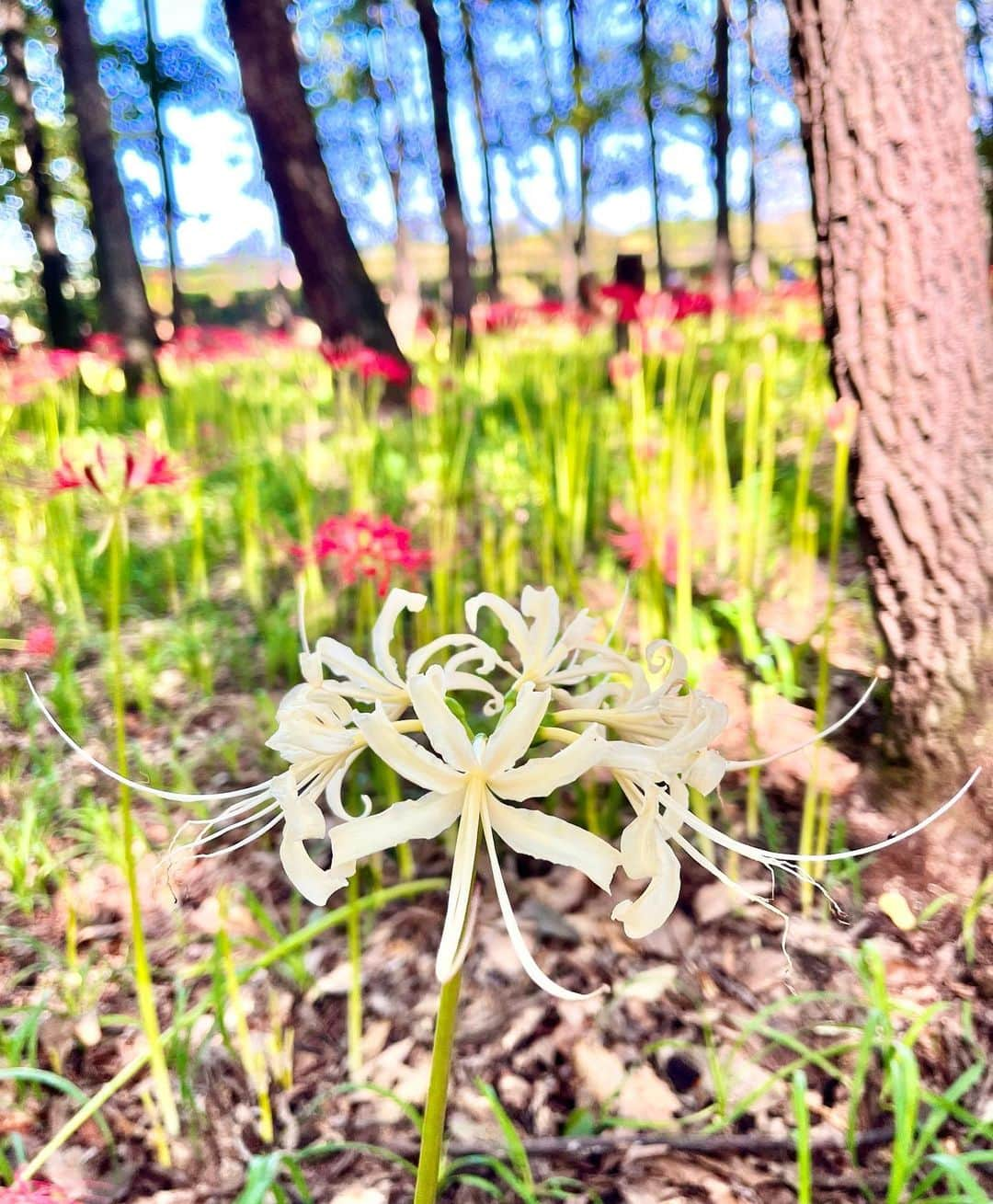 土屋香織さんのインスタグラム写真 - (土屋香織Instagram)「𖣥.埼玉県 巾着田曼珠沙華公園 早く載せなきゃ季節が終わってしまう🤣昔からずーっと行ってみたかったここ❣️彼岸花の季節に合わせてようやく行けました🥺🌟うれしい♡ まだ3〜4分咲きくらいの頃だったけどこの景色😍ここにはなんと500万本も植えられているそう！ . ゆりみたいな形してるからユリ科と思いきや彼岸花はヒガンバナ科らしいです。 . メインシーズンは入場料500円 今年は開花が遅かったようで 10/6まで開催してると情報見かけました💡 . . . #巾着田 #巾着田曼珠沙華公園 #曼珠沙華 #彼岸花 #埼玉 #埼玉観光 #ヒガンバナ #埼玉県 #かおvoyage #お花畑 #東京女子部 #tripcom #retrip_nippon #旅スタグラム」10月4日 14時03分 - kaorintsuchiya