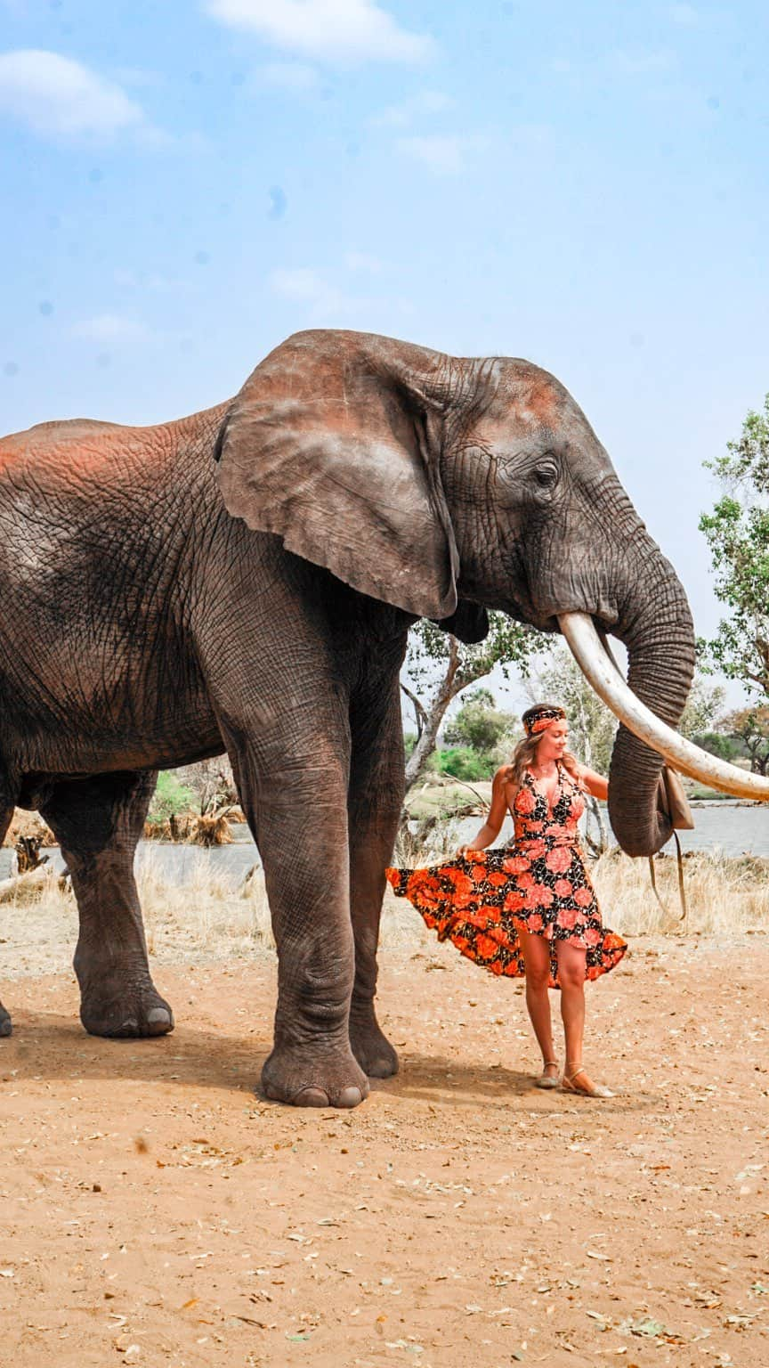 アリサ・ラモスのインスタグラム：「Everyone has heard of Giraffe Manor but have you heard of The Elephant Cafe in Zambia?  I first was introduced to this spot about 6 years ago when I did Put Foot Rally, and the place had actually just stopped offering elephant rides back then after receiving backlash (likely from people like me) about riding.  They decided to stop offering elephant rides, but then had no way of making money to care for the ellies, so they came up with the concept of a high end cafe to profit from instead.   The elephants are free roaming, and they could actually leave if they wanted to (one did and came back pregnant!) but since they’re used to humans and trained to interact with them from their riding days, they will still come up for snacks (for an additional cost) so you can take photos with them.  Full disclosure that I am impartial to feeling like the interactions should be taken away and they should be left alone to roam without humans interfering, and just watched from the lunch spot…but it’s also an extremely magical moment to stand next to them, plus they might come find me and stomp me if I say their snack time should be taken away…  I am fortunate to have gotten to go here as a relaxing lunch day thanks to #SafParZambia , and I immediately returned the favor when our whole #mylifesatraveltribe group trip opted for the lunch here!   Lunch will cost ya around $110 (plus tips) for a 4 course meal and unlimited wine or beer! It’s $90 more for the 25 minute elephant interaction!  If having lunch with an elephant on your bucketlist? How do you feel about the interaction option?  #theelephantcafe #theelephantcafezambia #zambia #livingstone #elephants #mylifesatravelmovie」