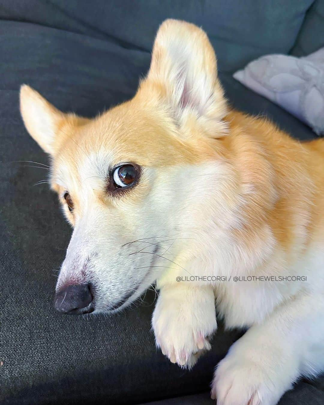 Liloさんのインスタグラム写真 - (LiloInstagram)「Sunday plans: Stay in bed and contemplate reasons why I should leave the bed... 🤔🛏️🐾 #LazySundays   ⁣ . ⁣ .⁣ .⁣ .⁣ .⁣  #corgis #corgicommunity #corgiaddict #dogstagram #corgidog #corgilover #corgination #dog #corgidaily #corgipuppy #corgiworld #dogs #corgilife #pembrokewelshcorgi #corgigram #weeklyfluff #corgilovers #corgistagram #corgisofinstagram #corgilove #dogsofinstagram #corgiplanet #puppy #welshcorgi #corgi」9月10日 23時00分 - lilothewelshcorgi