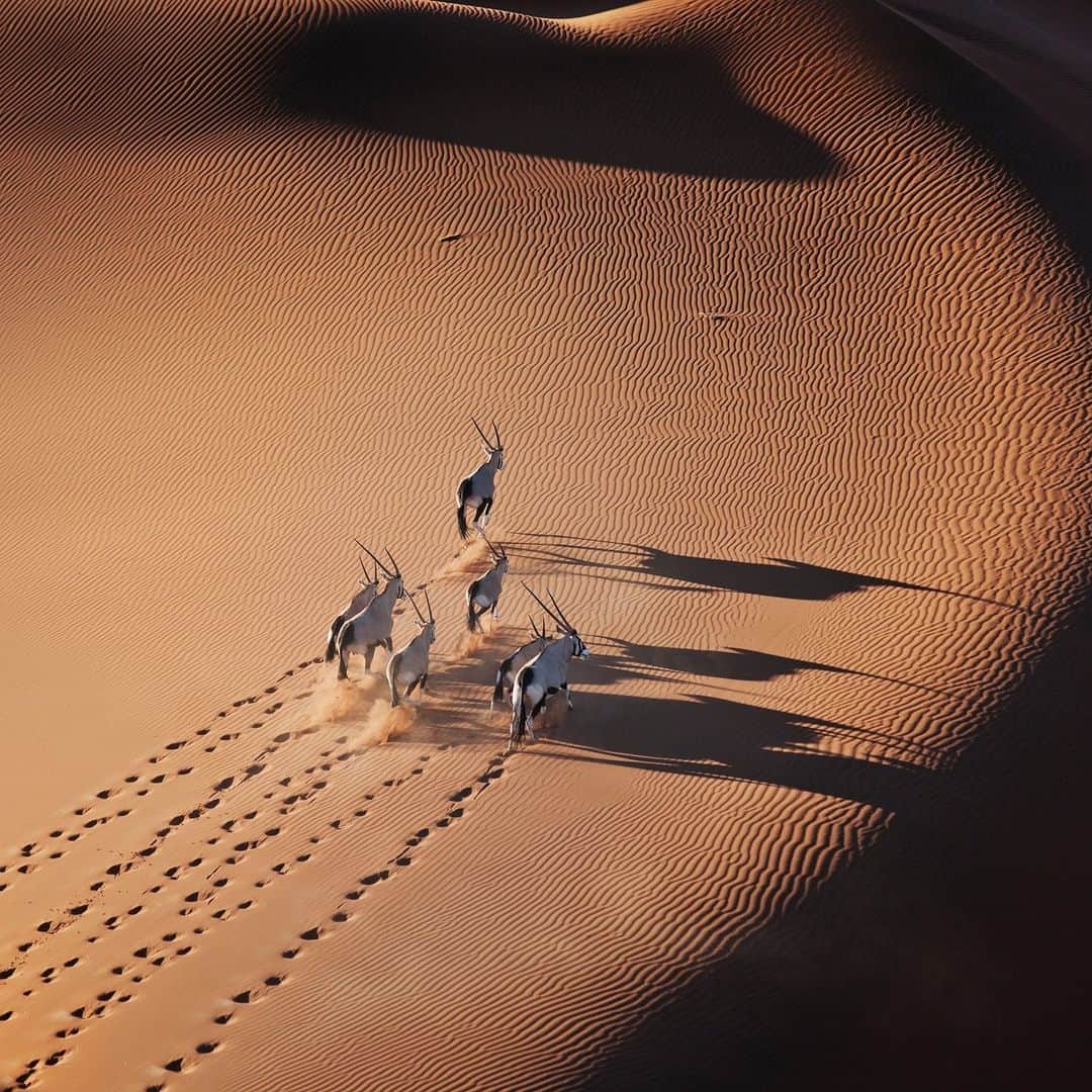 Discoveryのインスタグラム：「Running into a new week 🏃‍♂️   A herd of gemsbok cross a dune in #Namibia's Namib Desert.  📷: Martin Harvey  #wildlife」