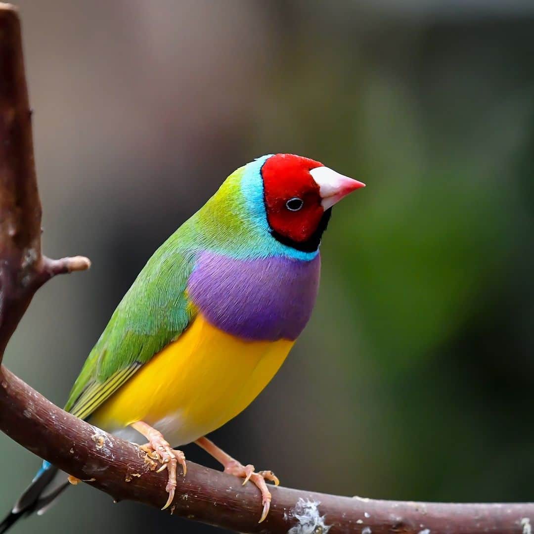 アニマルプラネットさんのインスタグラム写真 - (アニマルプラネットInstagram)「Weekend #looks 💅🌈  This Gouldian Finch's colors are unbeatable!  📷: Darren Sutherland  #Birds #ColorInNature」9月10日 23時00分 - animalplanet