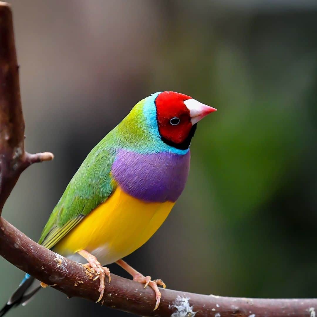 アニマルプラネットのインスタグラム：「Weekend #looks 💅🌈  This Gouldian Finch's colors are unbeatable!  📷: Darren Sutherland  #Birds #ColorInNature」