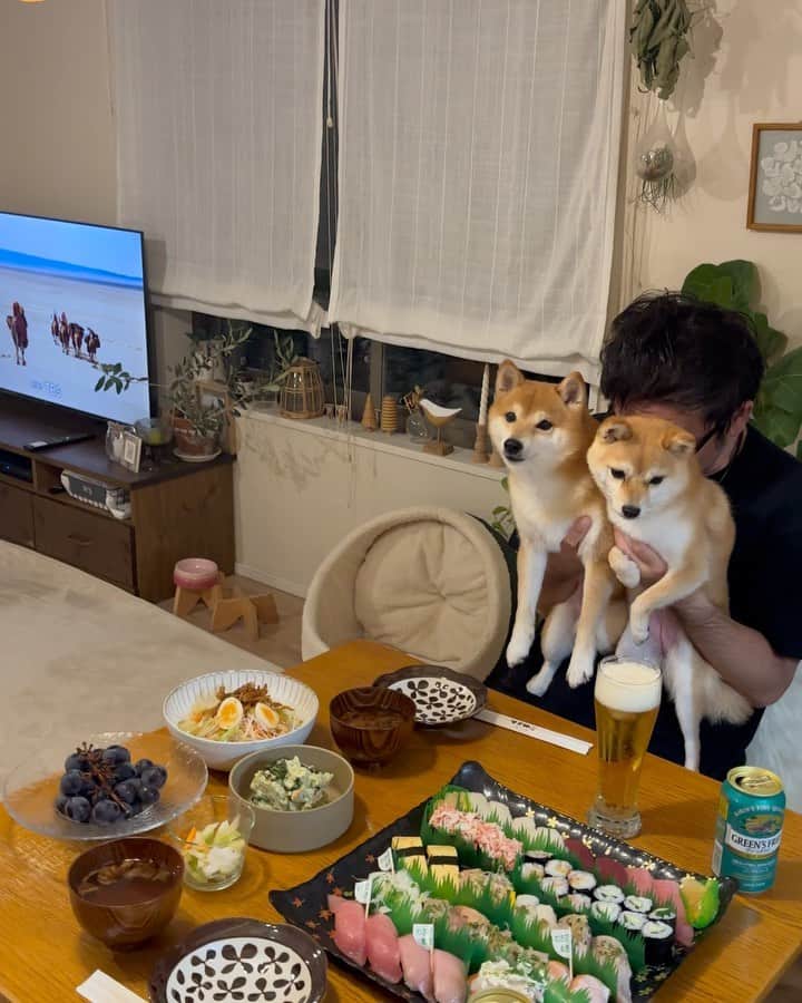 豆柴にこちゃんのインスタグラム：「🐶 #VIVANT 見ながら、 銚子丸の寿司を食べる日曜の宴🍣  生放送から9話まで4時間、 テレビに釘付けや〜👀✨ （にこたまはほぼ寝てた！）  早く最終回見たいけど、 終わっちゃうとロスになって、 再来週から何を楽しみに 1週間乗り越えればいいのか！  #柴犬#豆柴#mameshiba #shibastagram#japanphoto#shibainu#犬#shibainumania#犬のいる暮らし#shiba_snap#shibainupuppy#多頭飼い#dog#いぬすたぐらむ#puppy#dogstagram#instadog #doglover#pecoいぬ部#pecotv#いぬのきもち部#狗#子犬#barked#9gag#9gagpets#시바견」