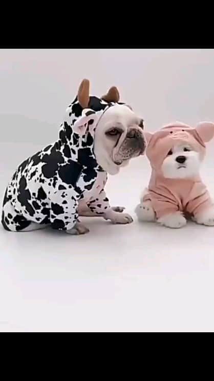 French Bulldogのインスタグラム：「Cow French Bulldog Hoodie 🐄🐮 🛒 Exclusive in @frenchie.world shop 🛍🛍🛍 ✔ Up your French Bulldog style game with @frenchie.world selection of the latest dogswear 🐕👚👔 👉 LINK IN BIO 🔝  . . . . .  #frenchie #frenchies #französischebulldogge #frenchbulldog #frenchbulldogs #dog #dogsofinstagram #frenchieworld #bulldog #bulldogfrances #フレンチブルドッグ #フレンチブルドッグ #フレブル #ワンコ #frenchiesgram #frenchbulldogsofinstagram #ilovemyfrenchie #batpig #buhi #squishyfacecrewbulldog」