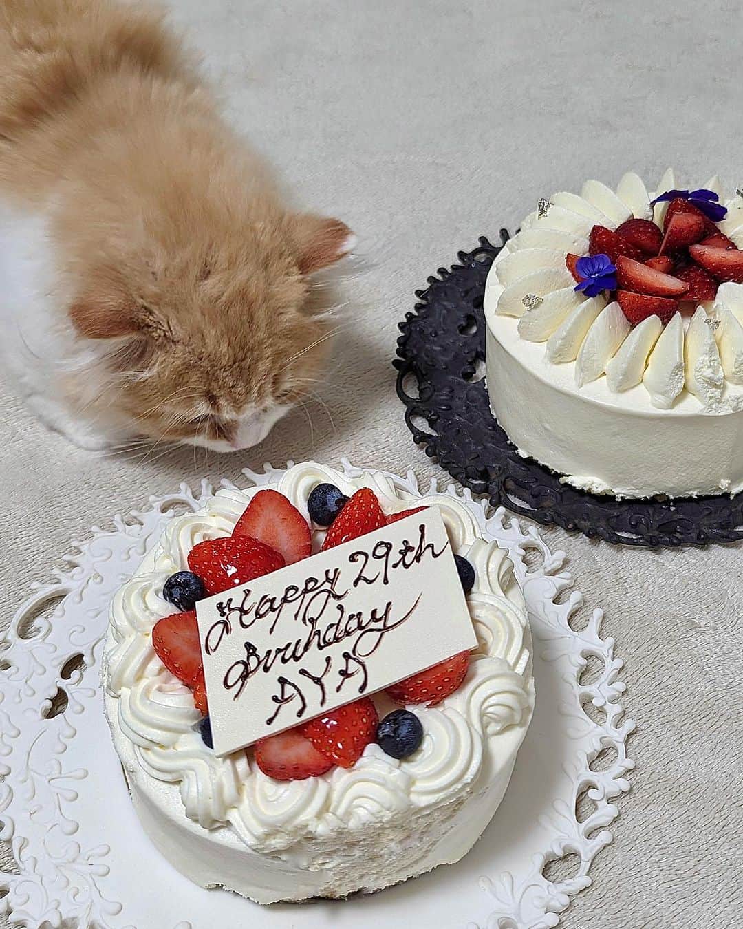 瀧口杏耶さんのインスタグラム写真 - (瀧口杏耶Instagram)「誕生日前後の写真たくさん載せてないの あるな〜って思って整理してたら、 めちゃくちゃ可愛いの見つけちゃった🥹❤️ * お誕生日ケーキとピノさん🐈 うちに来て2ヶ月くらい。 まだ小さいからと油断してケーキの写真を 撮ろうとしていたら、椅子を伝ってテーブルに 初めてのぼってきたときの思い出の写真でもある🥹 * 食べてしまわないように慌てて抱っこして 離したけど、幸せが詰まった写真になった🥰 * #誕生日ケーキ#バースデーケーキ#アサヒナガストロノーム#セザン#東京フレンチ#フレンチレストラン#ホテルスイーツ#asahinagastronome#sézanne#fstokyo#fourseasonshoteltokyo」9月10日 23時35分 - aya_0429