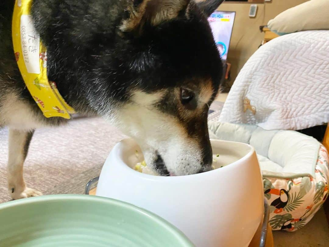 がんちゃんさんのインスタグラム写真 - (がんちゃんInstagram)「9/9は飼い主が決めたてんちゃんの誕生日🎂でした。 推定11歳になりました🎊  てんタッキー公式スポンサーのコタおばさんからプレゼントのリード、伸縮リード、美味しいお刺身をもらいました🙌ありがとう〜 早速ウマウマ海鮮丼でお祝いしました♪」9月10日 23時34分 - kota2ann