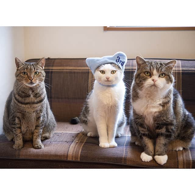 まる & はなさんのインスタグラム写真 - (まる & はなInstagram)「みり３才になりました！ It is Miri's 3rd Birthday today!  #誕生日 #cats #猫」9月10日 15時08分 - maruhanamogu