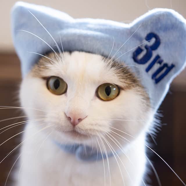 まる & はなのインスタグラム：「みり３才になりました！ It is Miri's 3rd Birthday today!  #誕生日 #cats #猫」