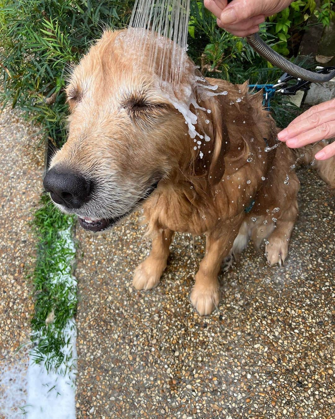 渡辺喜美さんのインスタグラム写真 - (渡辺喜美Instagram)「天気☀️が良いのでシャンプー🧴」9月10日 15時14分 - yoshimiwatanabe443