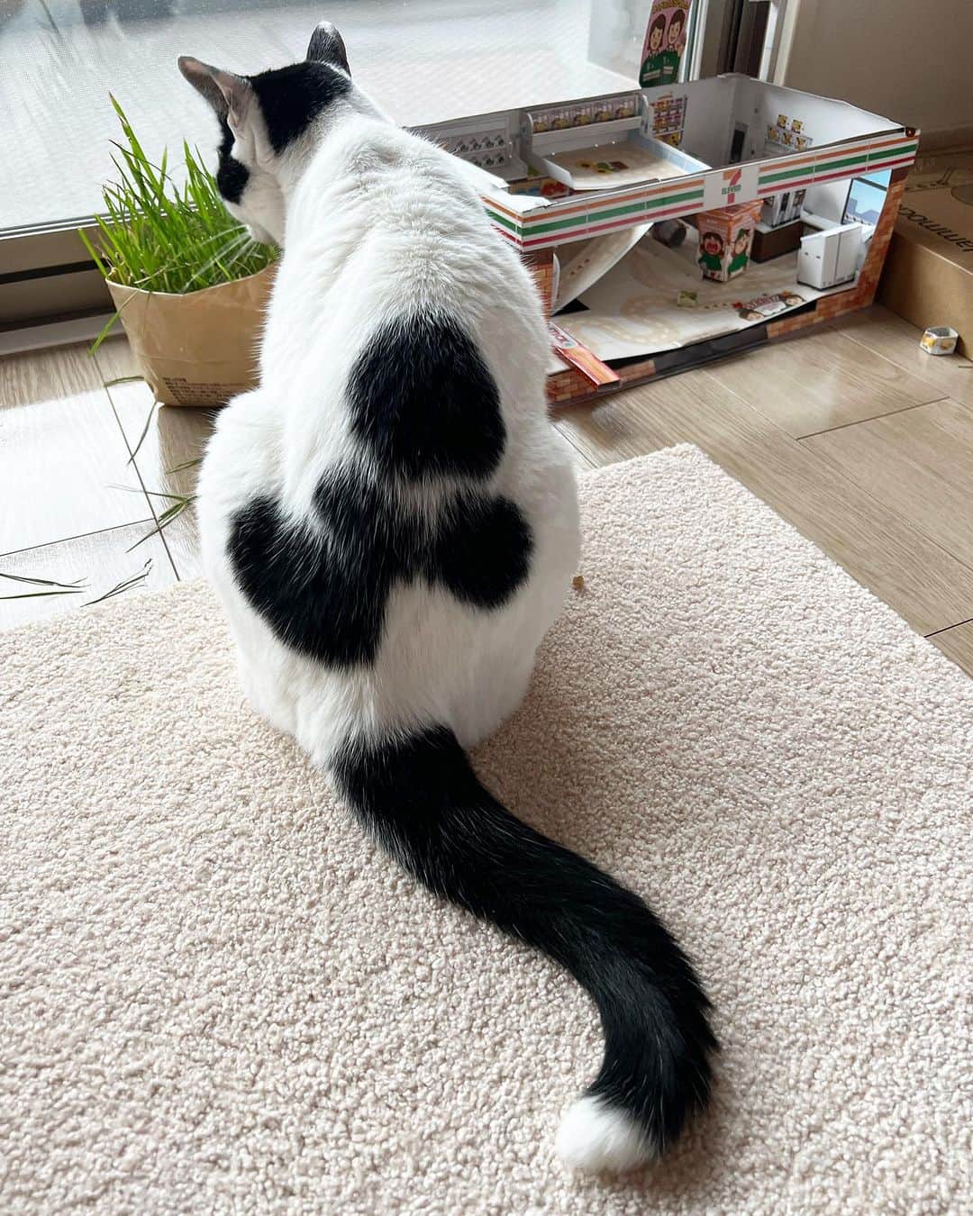 Kachimo Yoshimatsuさんのインスタグラム写真 - (Kachimo YoshimatsuInstagram)「ハムハム..... 猫草を喰む。  #うちの猫ら #猫 #岸田今日子 #ねこ #ニャンスタグラム #にゃんすたぐらむ #ねこのきもち #cat #ネコ #catstagram #ネコ部 http://kachimo.exblog.jp」9月10日 15時35分 - kachimo