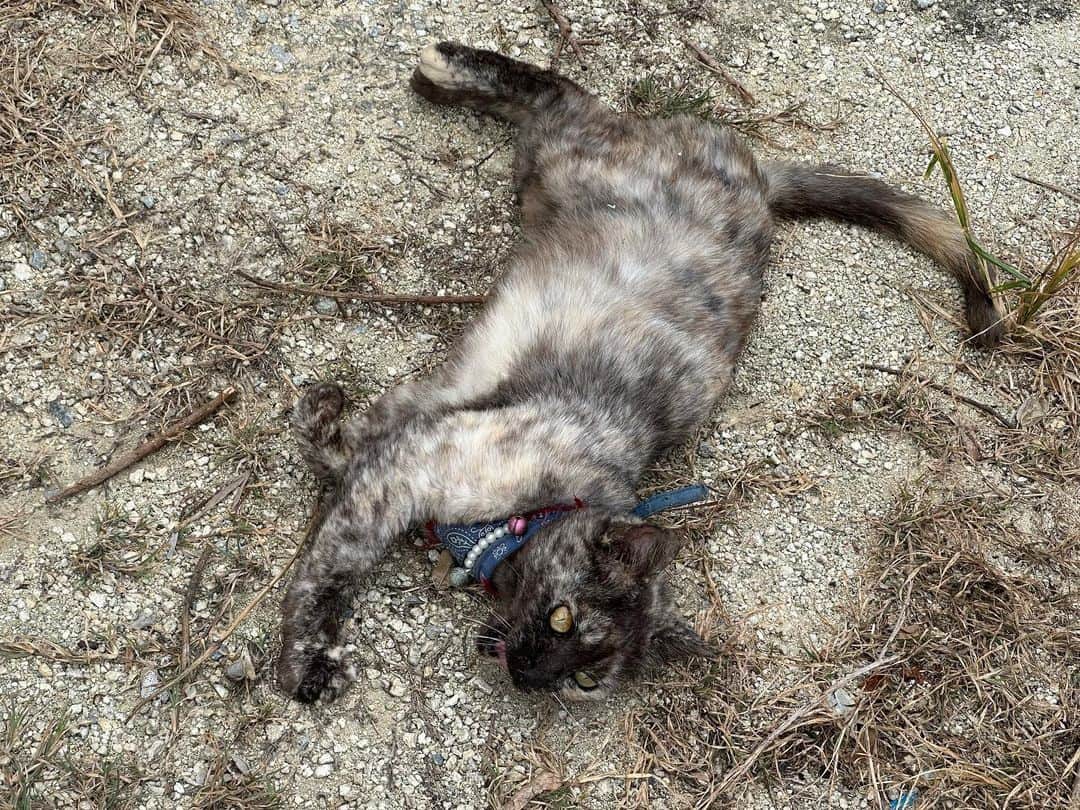 津田大介のインスタグラム：「取材先のカフェにかわいい🐈さんいました😍　めちゃ撫でさせてくれた。」