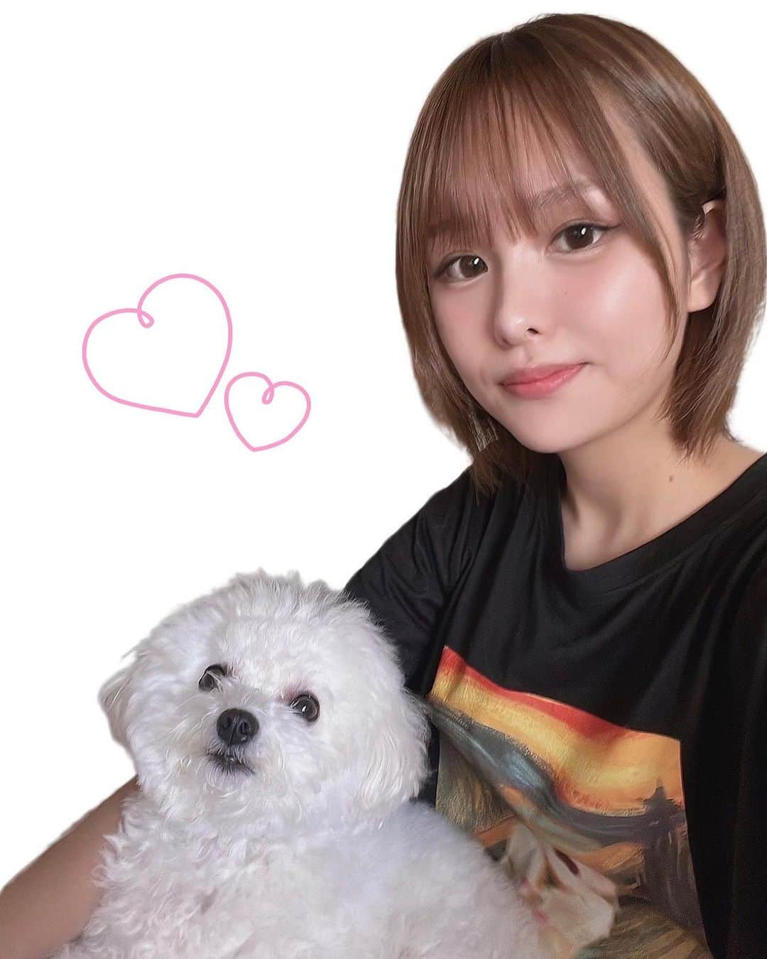 みなみのインスタグラム：「可愛い可愛いおこまちゃん #ビションフリーゼ #天使 #こまち #bichonfrise」