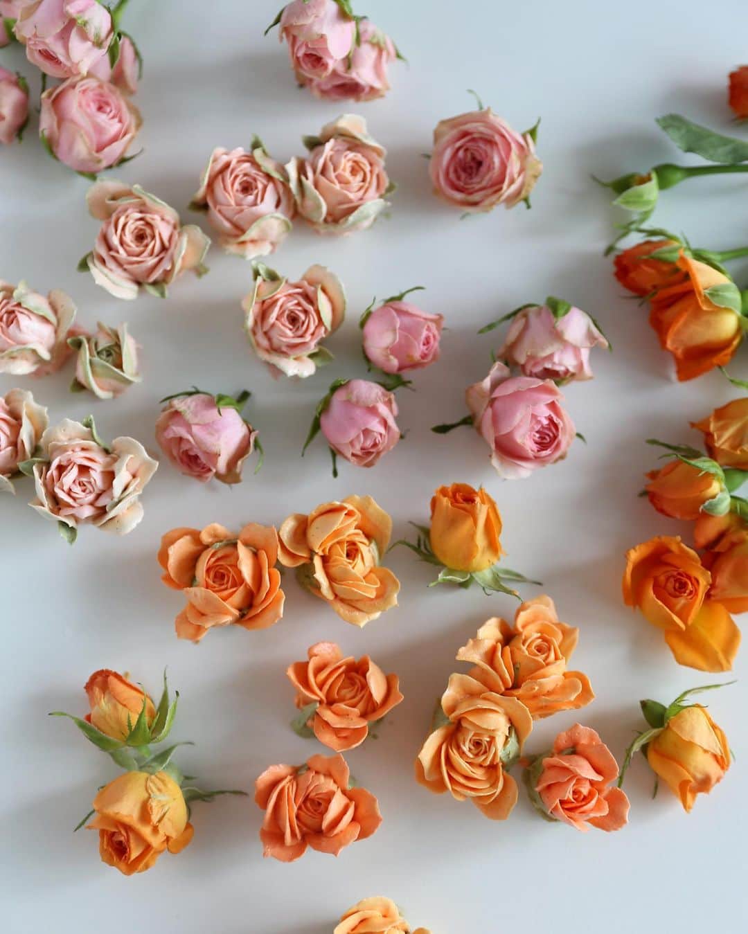 청담 수케이크 (atelier soo)さんのインスタグラム写真 - (청담 수케이크 (atelier soo)Instagram)「Rose  #rose #buttercreampiping #💗」9月10日 16時01分 - soocake_ully