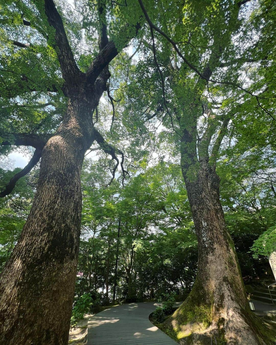 山田稔明さんのインスタグラム写真 - (山田稔明Instagram)「太宰府天満宮の北東、宝満山の麓に鎮座する竈門神社。良縁成就の神さまであり、近年は鬼滅の刃の聖地として人気なんだって。とても“気”のいい場所でした。心がスッとした。 #猫町旅日記」9月10日 16時20分 - toshiakiyamada