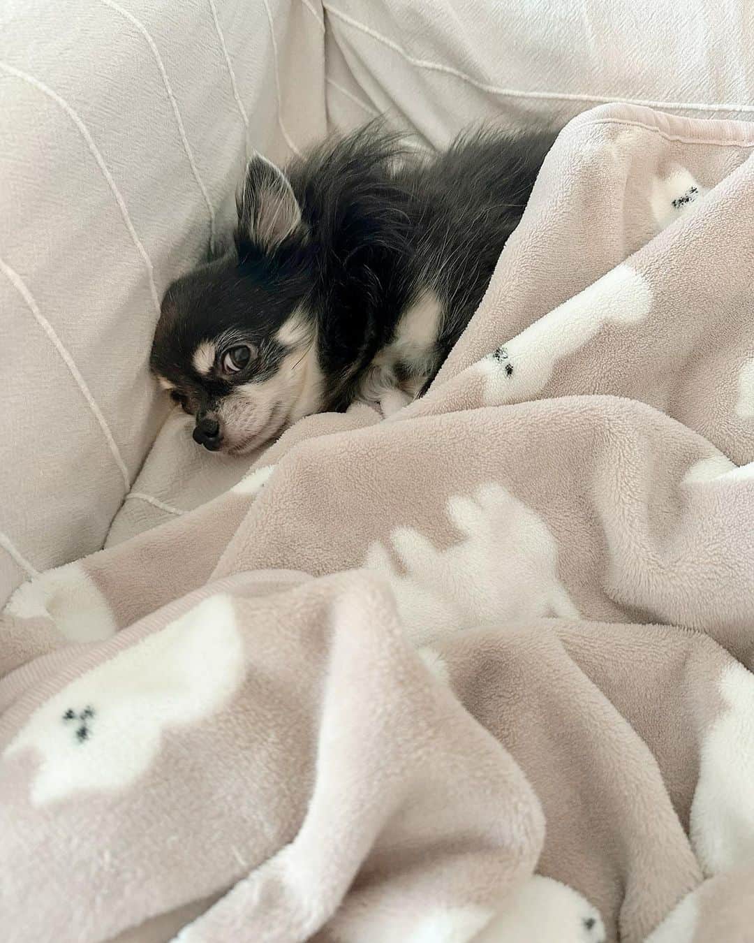 愛加あゆのインスタグラム：「再会が嬉しくて一緒に寝ました✨ 絶賛、犬アレルギー再発してます☺️笑  #ありぃ #ありたん #チワワ #chihuahua  #犬 #dog #愛加あゆ」