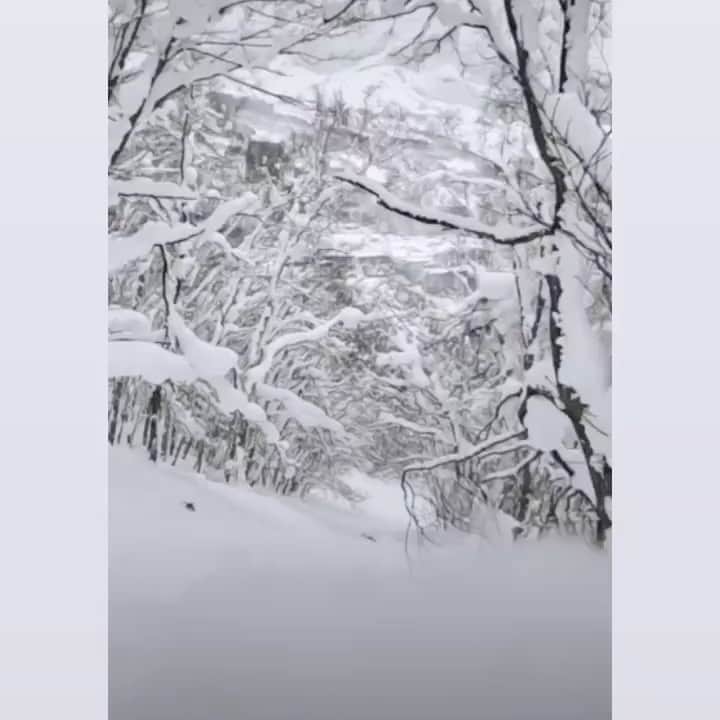 中井孝治のインスタグラム：「あと100日でこれになります🏔  @salomonsnowboards @volcomjapan #volcomjapan @platepia_japan #revoltgoggles #segawa_nouen #toko #msrgear_japan #msr #coif #hps #横乗り塾 #いらおじゃ」